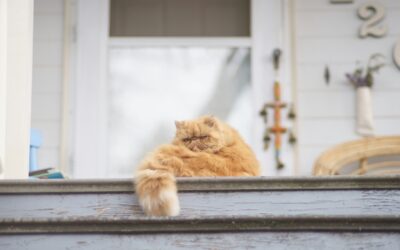 Revelations on the front step