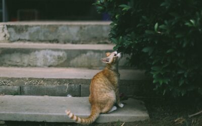 The time of your life