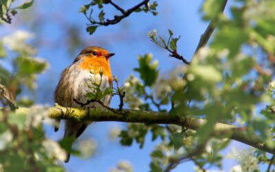 The sounds of spring