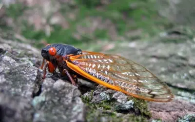 A trillion creepy crawlies