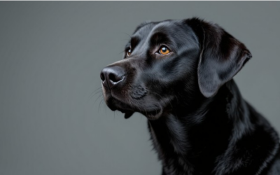 My service dog has special needs